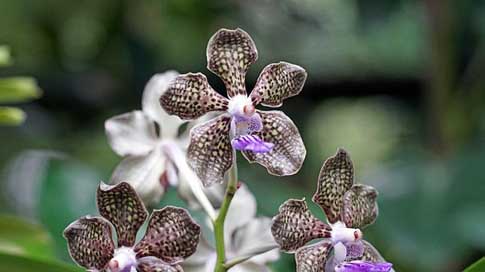 Orchid Plant Singapore Botanical-Garden Picture