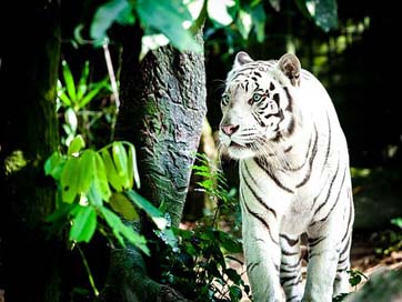 Tiger White-Knigstieger Wildcat White-Tiger Picture