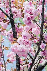 Sakura Pink-Flower Cherry-Flowers Flower Picture