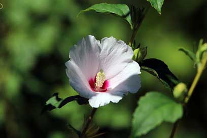 Rose-Of-Sharon Flowers South-Korea-National Wood Picture