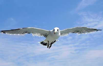 Seagull Olle-Gill Udo Jeju-Island Picture