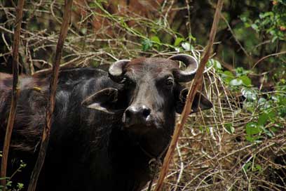 Cow Exotic Animal Buffalo Picture
