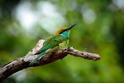 Animals  Sri-Lanka Birds Picture