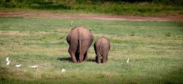 Elephant Safari Back Move Picture