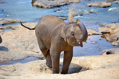 Baby-Elephant Sun-Bath Bath Elephants Picture