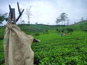 Sri-Lanka Fields Tea Ceylon Picture