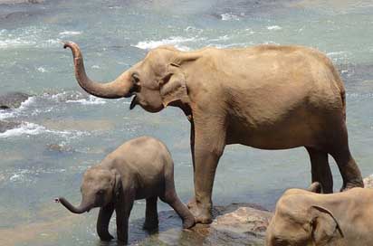 Elephant Sri-Lanka Child Mother Picture