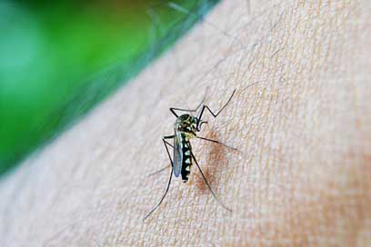 Mosquito Dengue Decease Bite Picture