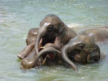 Baby-Elephant  Elephant-Family Elephant Picture