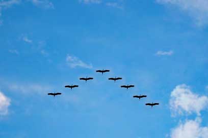 Birds Migrating Flying High-Fly Picture