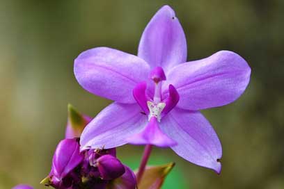 Orchid Sri-Lanka Garden Purple-Orchid Picture