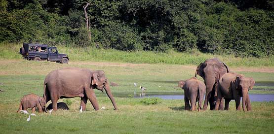 Elephant National-Park Indian-Elephant Safari Picture