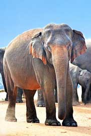 Indian-Elephant Strongest Jumbo Elephant Picture