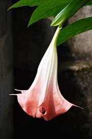 Big-Flower  Light-Pink-Flower Corn-Shape-Flower Picture