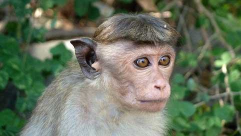 Monkey  Sri-Lanka Makake Picture