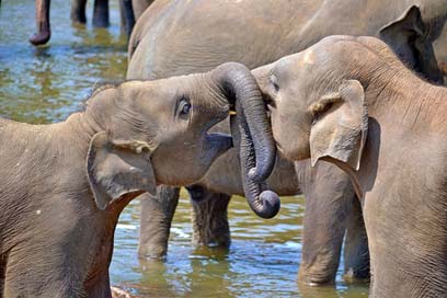 Young-Elephants  Orphan-Elephants Baby-Elephants Picture
