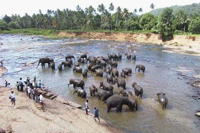 Sri-Lanka Water Elephants Pinnawella Picture