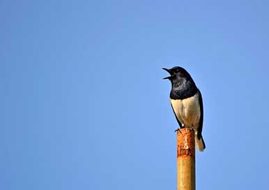Magpie-Robin Wildlife Singing-Bird Bird Picture