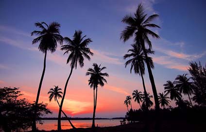 Sri-Lanka Sky Palm-Trees Sunset Picture