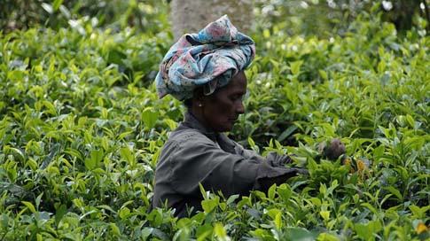 Sri-Lanka Tee Tea-Plantation Tea-Harvest Picture