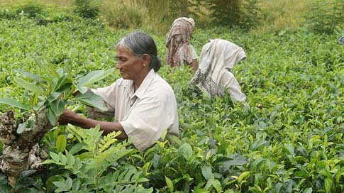 Sri-Lanka Tea-Plantation Tee Tea-Harvest Picture
