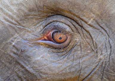 Elephant Sad-Animal Tears Eye Picture