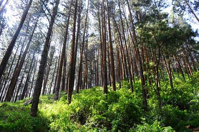 Tall-Trees Pine-Forest Tress Pine-Trees Picture