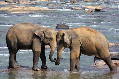 Elephant Sri-Lanka Water Animals Picture