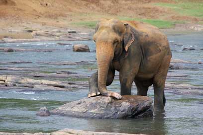 Elephant Pachyderm Water Animal Picture