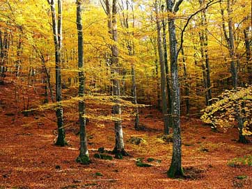 Beech-Forest Forest Autumn-Colors Autumn Picture