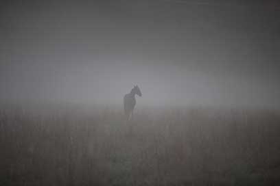 Horse Morning Bed Mist Picture