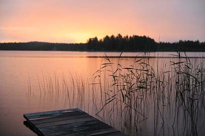 Summer-Night Nature Pink Norrland Picture