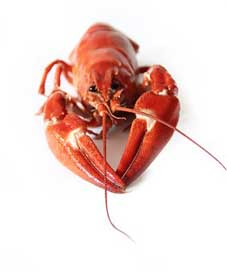 Canker Seafood Red Crayfish-Party Picture