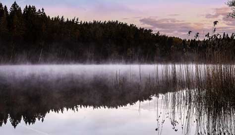 Lake Sweden Reed Mist Picture