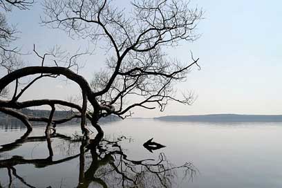Lake Tree Water Landscape Picture