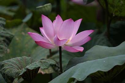 Flower  Taiwan Lotus Picture