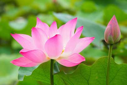 Botanical-Garden Taiwan Taipei Lotus Picture