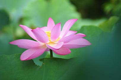 Taiwan Lotus Botanical-Garden Taipei Picture