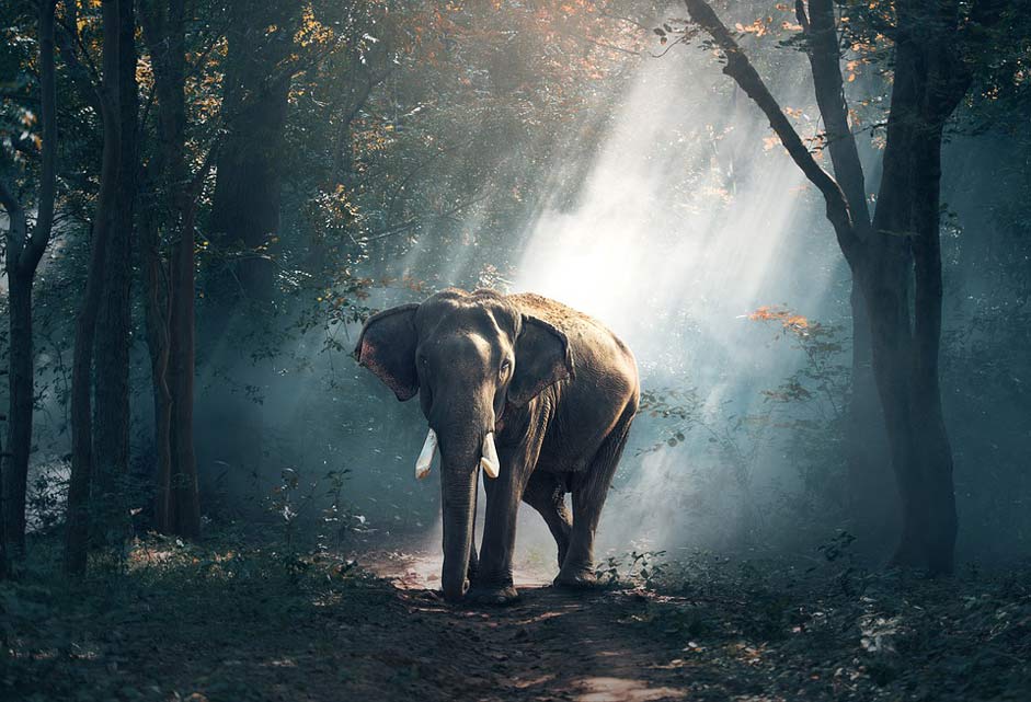 Large Asia Animals Elephant