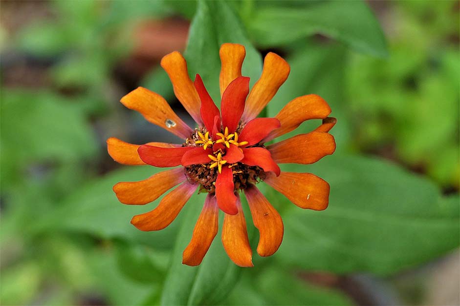 Exotic Passiflora-Vitifolia Passion-Flower Flower