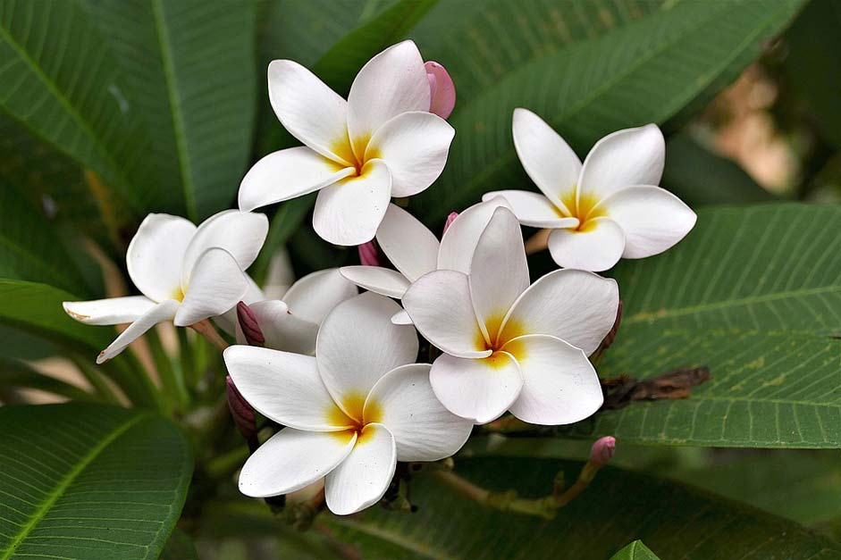 Plumeria-Alba White Frangipani Flowers