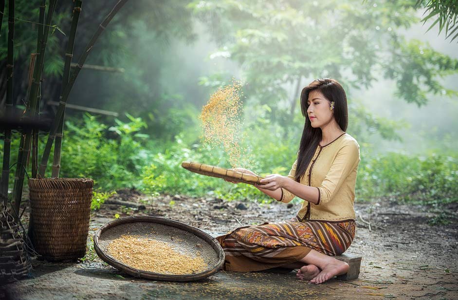 Sow Harvest Woman Rice