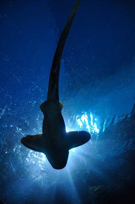 Aquarium Hammerhead-Shark Fish Shark