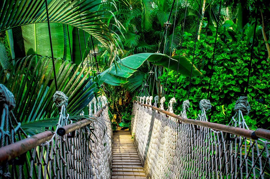  Amazon Rainforest Suspension-Bridge