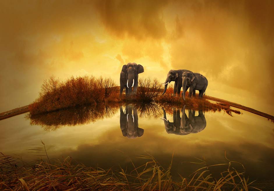 Nature Sunset Elephant Thailand