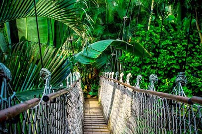 Suspension-Bridge  Amazon Rainforest Picture