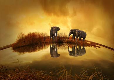 Thailand Nature Sunset Elephant Picture