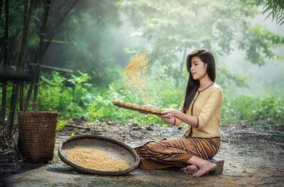 Rice Sow Harvest Woman Picture