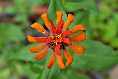 Flower Exotic Passiflora-Vitifolia Passion-Flower Picture