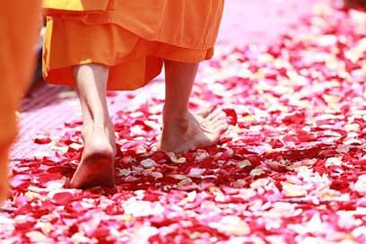 Monk Buddhism Rose-Petals Walking Picture